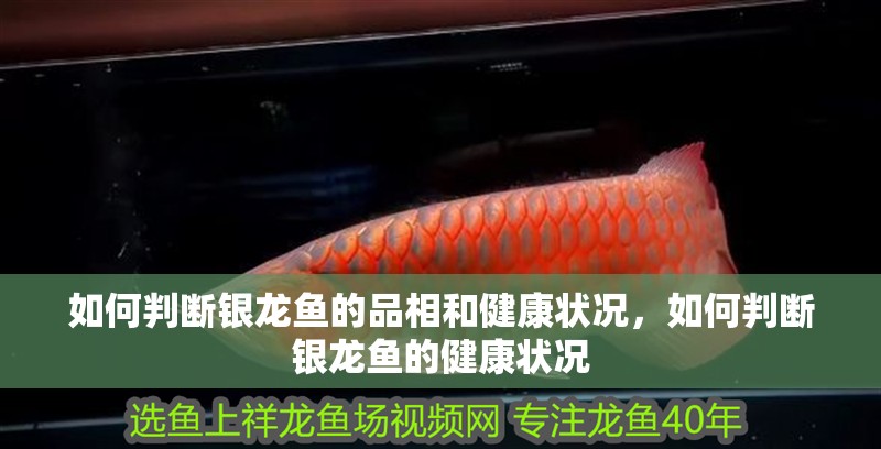 如何判斷銀龍魚的品相和健康狀況，如何判斷銀龍魚的健康狀況