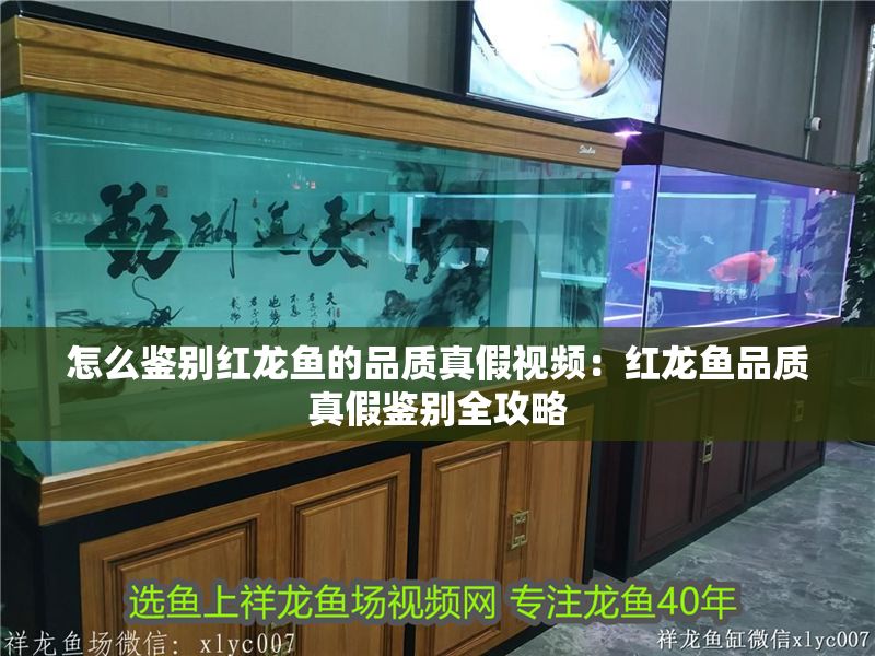 怎么鑒別紅龍魚的品質真假視頻：紅龍魚品質真假鑒別全攻略
