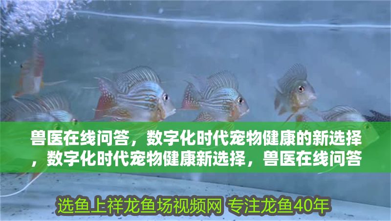 獸醫在線問答，數字化時代寵物健康的新選擇，數字化時代寵物健康新選擇，獸醫在線問答服務