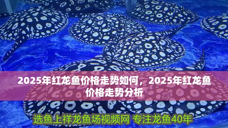 2025年紅龍魚價格走勢如何，2025年紅龍魚價格走勢分析