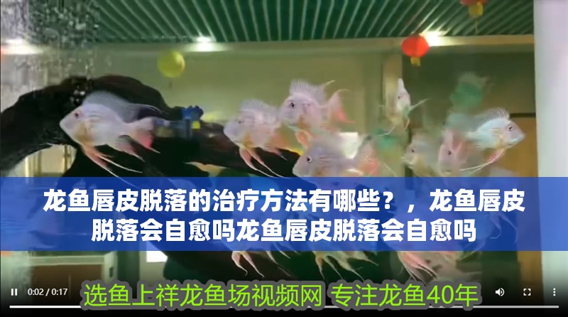 龍魚唇皮脫落的治療方法有哪些？，龍魚唇皮脫落會自愈嗎龍魚唇皮脫落會自愈嗎