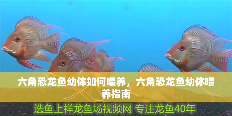 六角恐龍魚幼體如何喂養(yǎng)，六角恐龍魚幼體喂養(yǎng)指南