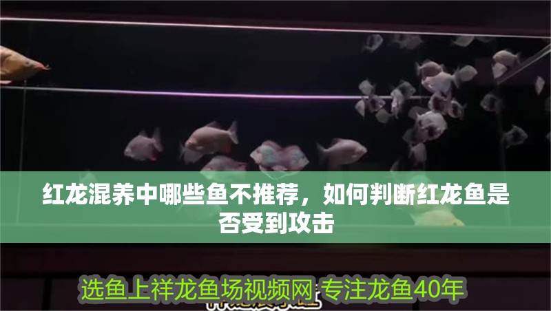 紅龍混養中哪些魚不推薦，如何判斷紅龍魚是否受到攻擊