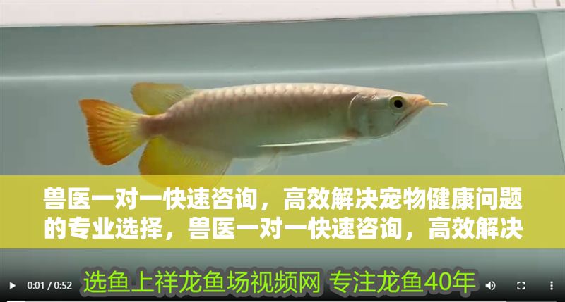 獸醫一對一快速咨詢，高效解決寵物健康問題的專業選擇，獸醫一對一快速咨詢，高效解決寵物健康問題的專業選擇