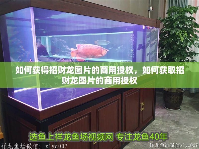 如何獲得招財(cái)龍圖片的商用授權(quán)，如何獲取招財(cái)龍圖片的商用授權(quán)