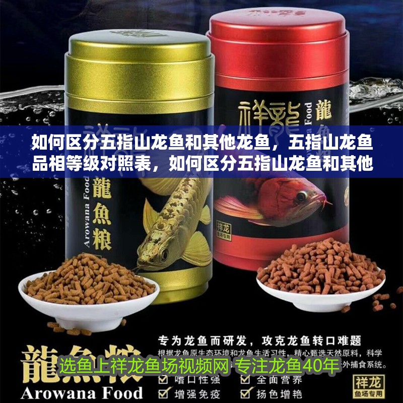 如何區分五指山龍魚和其他龍魚，五指山龍魚品相等級對照表，如何區分五指山龍魚和其他龍魚