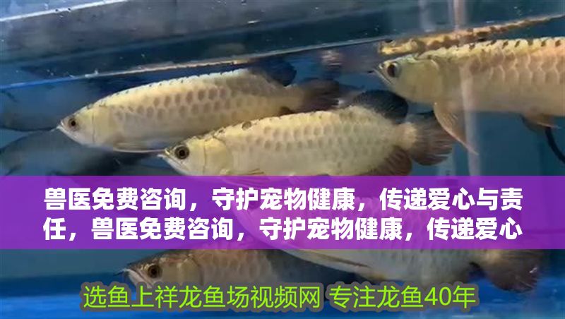 獸醫免費咨詢，守護寵物健康，傳遞愛心與責任，獸醫免費咨詢，守護寵物健康，傳遞愛心與責任