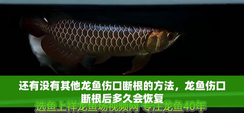 還有沒有其他龍魚傷口斷根的方法，龍魚傷口斷根后多久會恢復(fù)