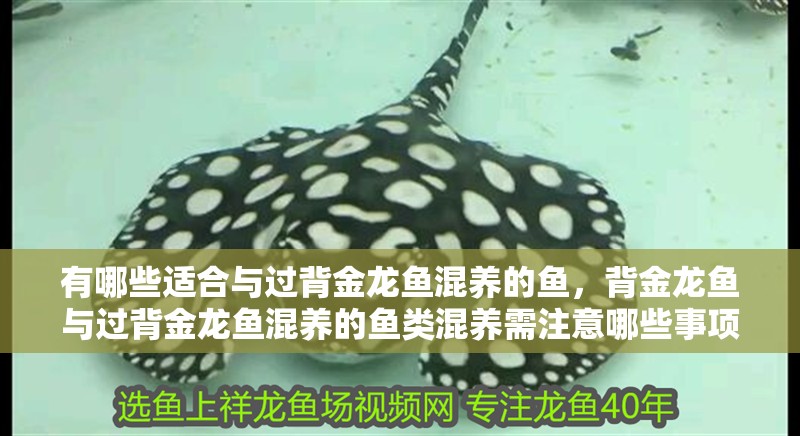 有哪些適合與過背金龍魚混養(yǎng)的魚，背金龍魚與過背金龍魚混養(yǎng)的魚類混養(yǎng)需注意哪些事項(xiàng)