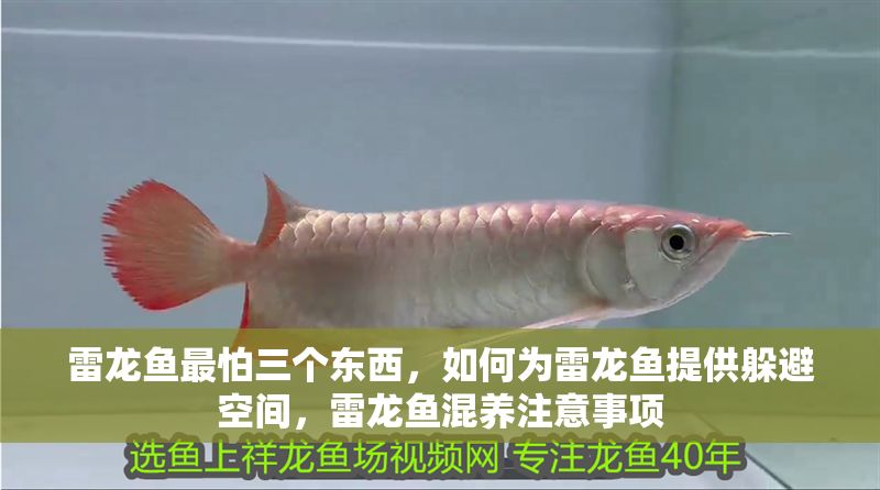 雷龍魚最怕三個(gè)東西，如何為雷龍魚提供躲避空間，雷龍魚混養(yǎng)注意事項(xiàng)