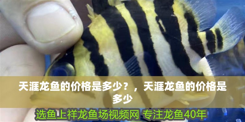 <strong><mark>天涯</mark></strong>龍魚的價格是多少？，<strong><mark>天涯</mark></strong>龍魚的價格是多少
