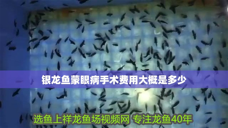 銀龍魚蒙眼病手術(shù)費(fèi)用大概是多少