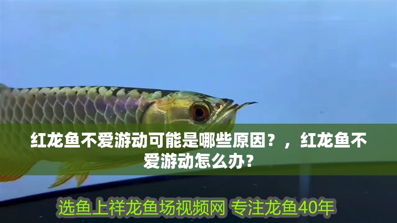 紅龍魚不愛游動可能是哪些原因？，紅龍魚不愛游動怎么辦？