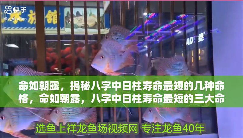 命如朝露，揭秘八字中日柱壽命最短的幾種命格，命如朝露，八字中日柱壽命最短的三大命格揭秘