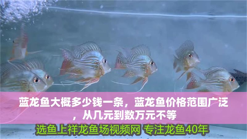 藍龍魚大概多少錢一條，藍龍魚價格范圍廣泛，從幾元到數萬元不等