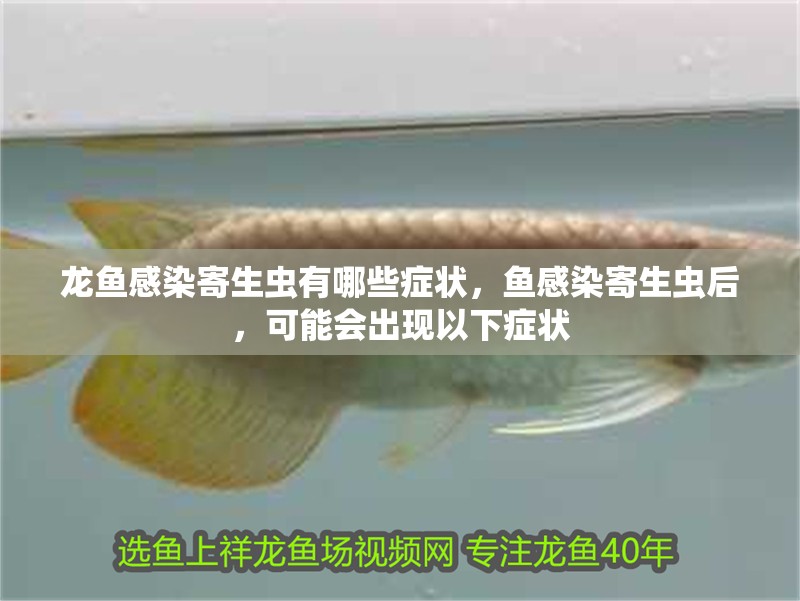 龍魚感染寄生蟲有哪些癥狀，魚感染寄生蟲后，可能會出現(xiàn)以下癥狀