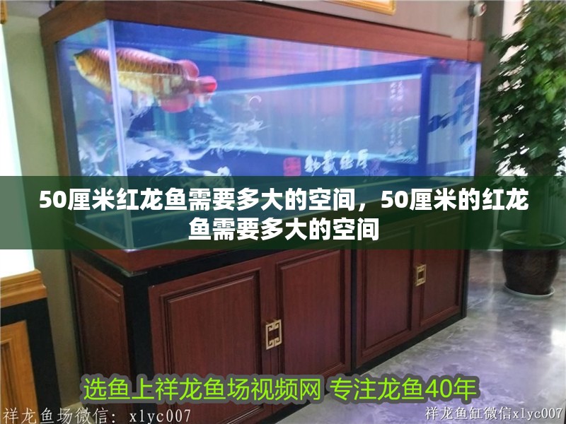 50厘米紅龍魚需要多大的空間，50厘米的紅龍魚需要多大的空間
