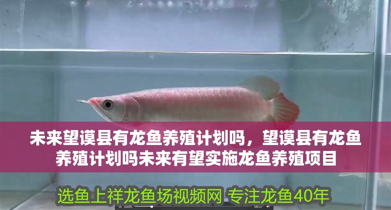未來望謨縣有龍魚養(yǎng)殖計(jì)劃嗎，望謨縣有龍魚養(yǎng)殖計(jì)劃嗎未來有望實(shí)施龍魚養(yǎng)殖項(xiàng)目