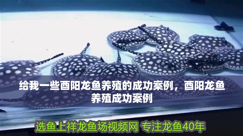 給我一些酉陽龍魚養殖的成功案例，酉陽龍魚養殖成功案例