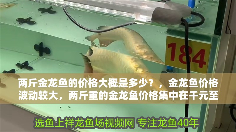 兩斤金龍魚的價格大概是多少？，金龍魚價格波動較大，兩斤重的金龍魚價格集中在千元至數千元