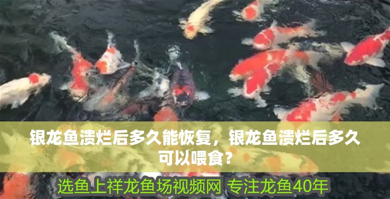 銀龍魚潰爛后多久能恢復，銀龍魚潰爛后多久可以喂食？