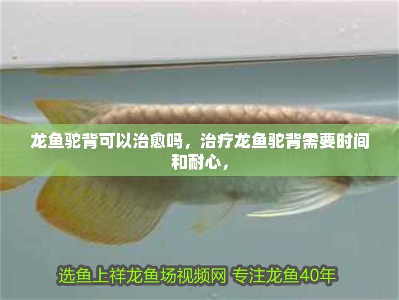 龍魚駝背可以治愈嗎，治療龍魚駝背需要時間和耐心，