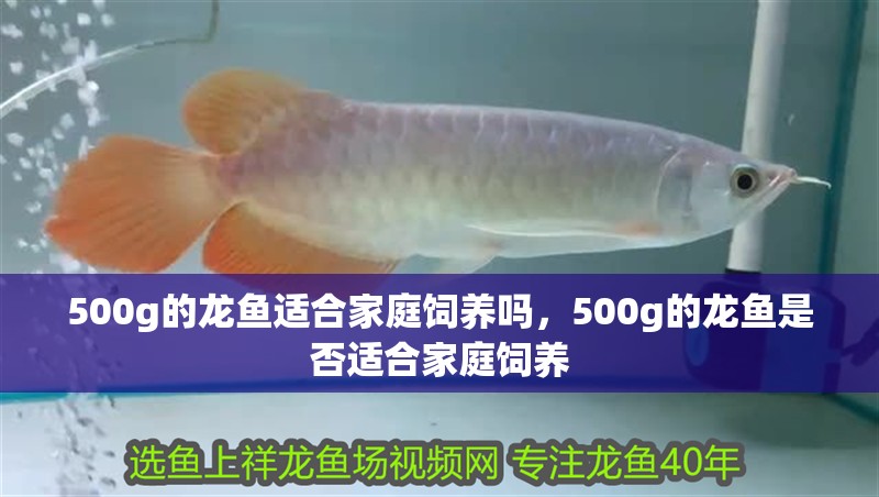 500g的龍魚適合家庭飼養嗎，500g的龍魚是否適合家庭飼養
