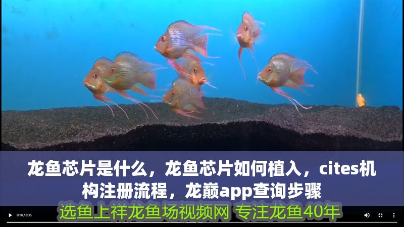 龍魚芯片是什么，龍魚芯片如何植入，cites機(jī)構(gòu)注冊流程，龍巔app查詢步驟