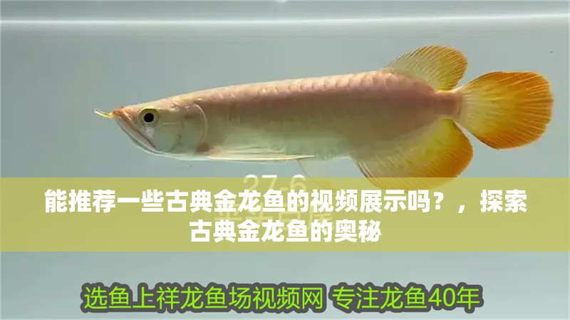 能推薦一些古典金龍魚的視頻展示嗎？，探索古典金龍魚的奧秘
