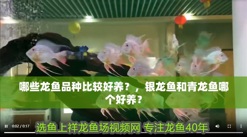 哪些龍魚品種比較好養？，銀龍魚和青龍魚哪個好養？