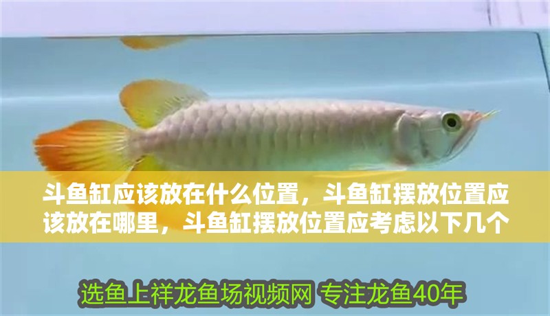 斗魚缸應該放在什么位置，斗魚缸擺放位置應該放在哪里，斗魚缸擺放位置應考慮以下幾個因素