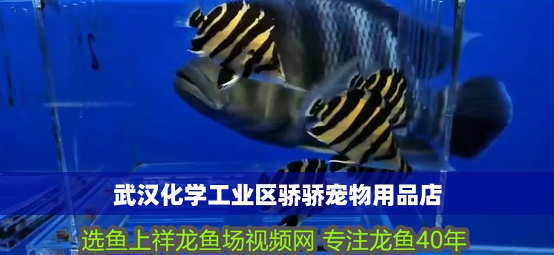 武漢化學工業區驕驕寵物用品店