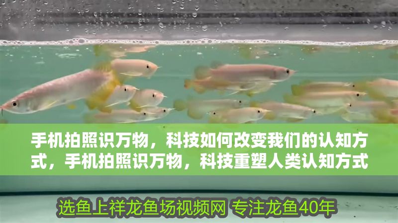 手機拍照識萬物，科技如何改變我們的認知方式，手機拍照識萬物，科技重塑人類認知方式的革命 手機拍照識萬物，科技如何改變我們的認知方式，手機拍照識萬物，科技重塑人類認知方式的革命 龍魚百科 第1張