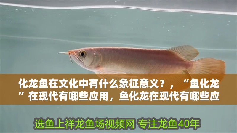 化龍魚在文化中有什么象征意義？，“魚化龍”在現(xiàn)代有哪些應(yīng)用，魚化龍?jiān)诂F(xiàn)代有哪些應(yīng)用