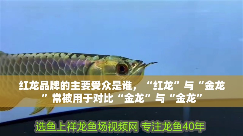 紅龍品牌的主要受眾是誰，“紅龍”與“金龍”常被用于對比“金龍”與“金龍”