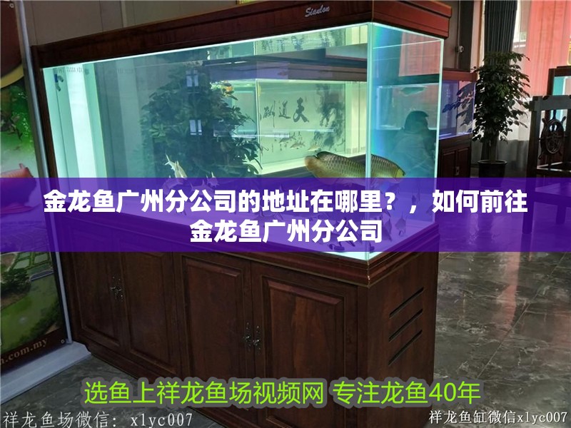 金龍魚廣州分公司的地址在哪里？，如何前往金龍魚廣州分公司