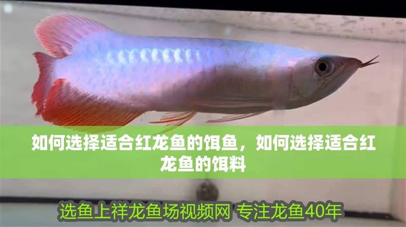 如何選擇適合紅龍魚的餌魚，如何選擇適合紅龍魚的餌料