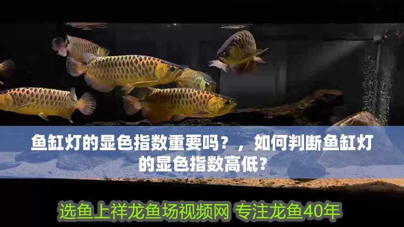 魚缸燈的顯色指數重要嗎？，如何判斷魚缸燈的顯色指數高低？