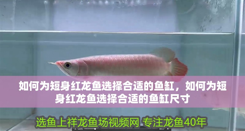如何為短身紅龍魚選擇合適的魚缸，如何為短身紅龍魚選擇合適的魚缸尺寸
