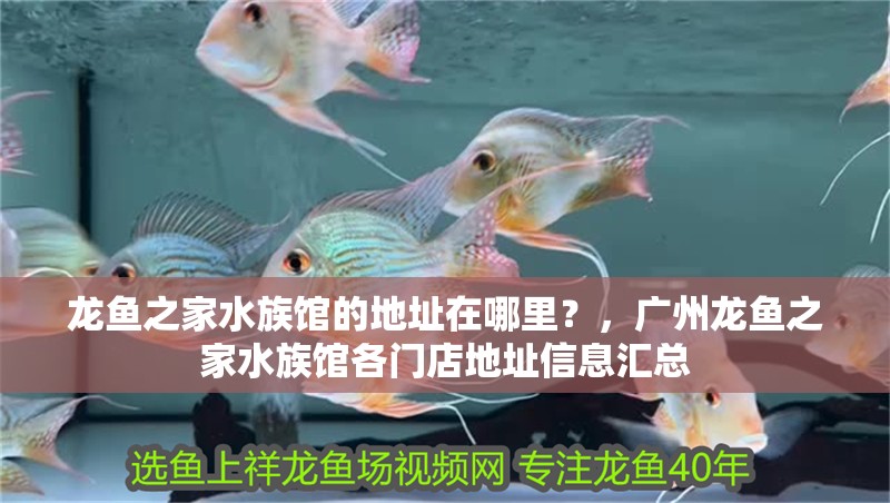龍魚之家水族館的地址在哪里？，廣州龍魚之家水族館各門店地址信息匯總