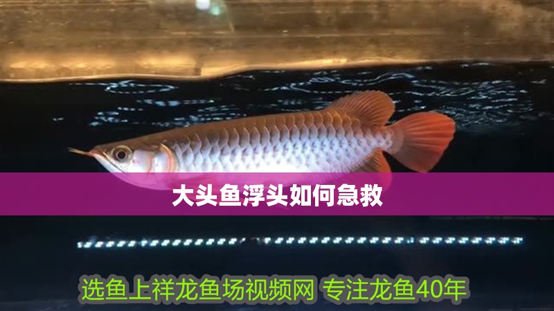 大頭魚浮頭如何急救