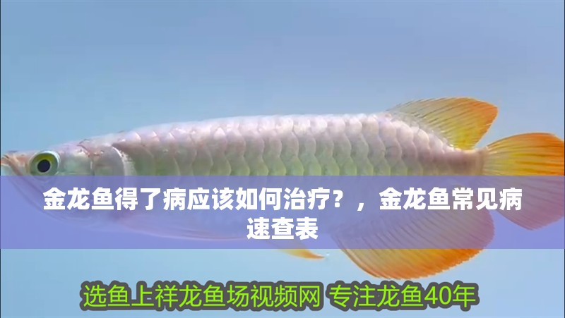 金龍魚得了病應該如何治療？，金龍魚常見病速查表