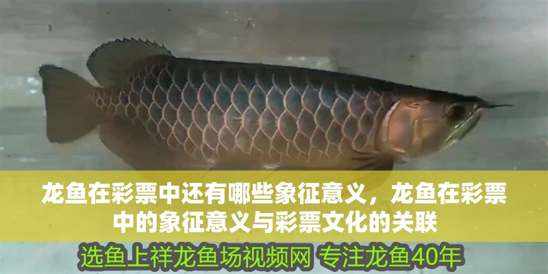 龍魚在彩票中還有哪些象征意義，龍魚在彩票中的象征意義與彩票文化的關(guān)聯(lián)