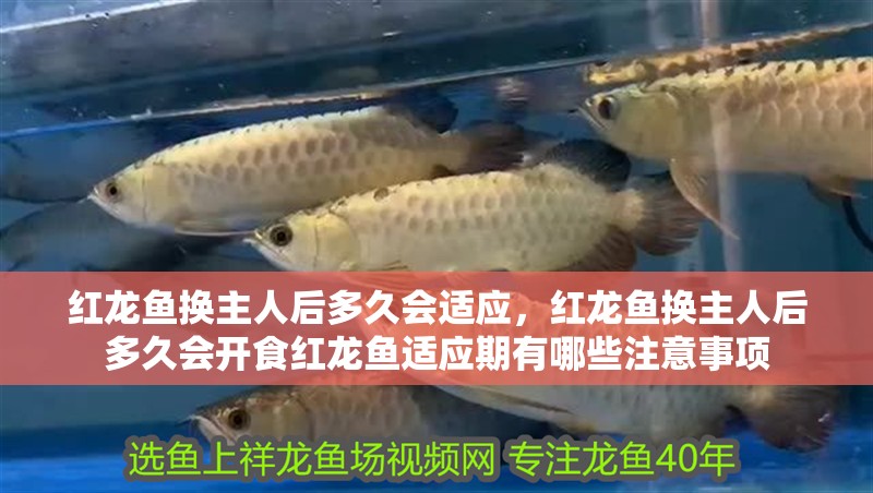 紅龍魚換主人后多久會(huì)適應(yīng)，紅龍魚換主人后多久會(huì)開食紅龍魚適應(yīng)期有哪些注意事項(xiàng)