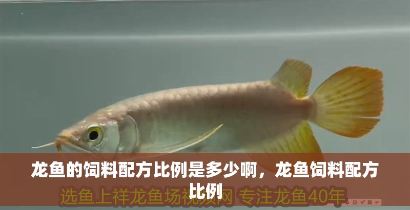 龍魚的飼料配方比例是多少啊，龍魚飼料配方比例
