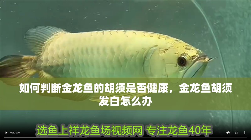 如何判斷金龍魚的胡須是否健康，金龍魚胡須發白怎么辦