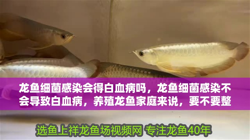 龍魚細菌感染會得白血病嗎，龍魚細菌感染不會導致白血病，養殖龍魚家庭來說，要不要整理一份