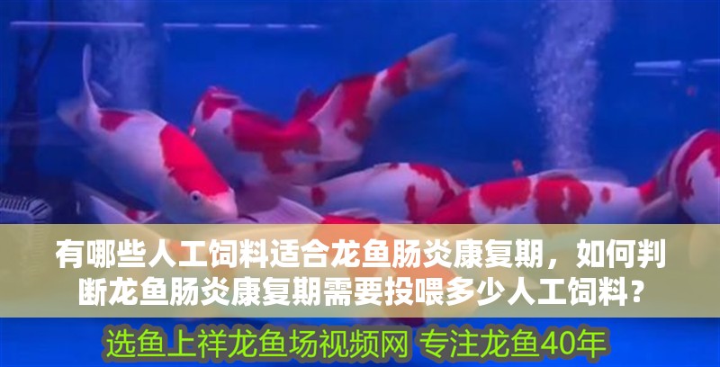 有哪些人工飼料適合龍魚腸炎康復期，如何判斷龍魚腸炎康復期需要投喂多少人工飼料？