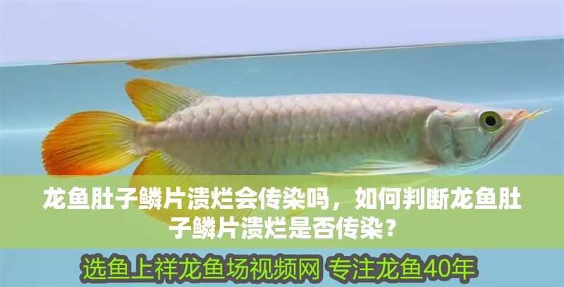 龍魚肚子鱗片潰爛會傳染嗎，如何判斷龍魚肚子鱗片潰爛是否傳染？