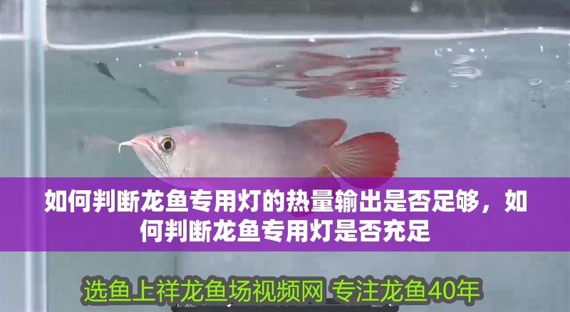 如何判斷龍魚專用燈的熱量輸出是否足夠，如何判斷龍魚專用燈是否充足